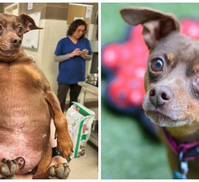 La drammatica storia di Jammy, il cagnolino di 11 anni abbandonato in canile così obeso che faceva fatica a muoversi