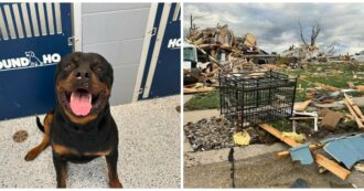 Copertina di Tornado spazza via la sua casa e lo fa volare per quattro isolati: il cane Zeus ritrovato miracolosamente vivo. “Per quello che ha passato, è stato davvero fortunato”