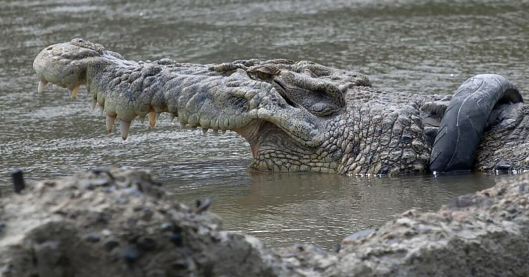 12enne si tuffa per una nuotata e sparisce nel nulla: “Sbranato da un coccodrillo di acqua salata, sono i più grossi e pericolosi”