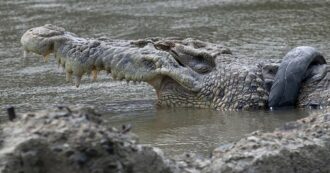 Copertina di 12enne si tuffa per una nuotata e sparisce nel nulla: “Sbranato da un coccodrillo di acqua salata, sono i più grossi e pericolosi”
