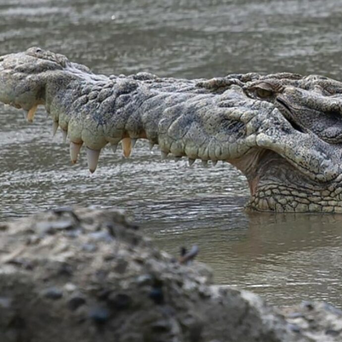 12enne si tuffa per una nuotata e sparisce nel nulla: “Sbranato da un coccodrillo di acqua salata, sono i più grossi e pericolosi”