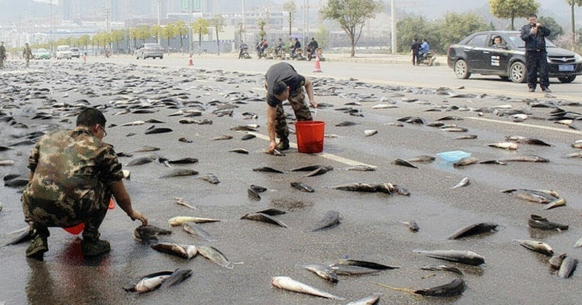 ‘Piovono’ pesci e nessuno sa spiegare il motivo: ecco cosa sta accadendo nella città di Yoro