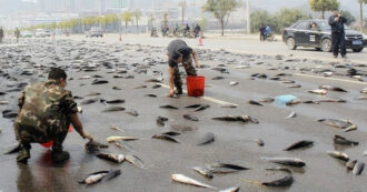 Copertina di ‘Piovono’ pesci e nessuno sa spiegare il motivo: ecco cosa sta accadendo nella città di Yoro