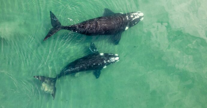 “Le balene hanno status giuridico di persone”: così i nativi di Nuova Zelanda, Tahiti e delle isole Cook vogliono proteggere i cetacei