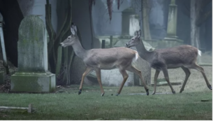 Copertina di Scatta la caccia ai cervi nel cimitero: “Mangiano i fiori e le corone delle tombe”. Animalisti sul piede di guerra: è corsa contro il tempo x salvare gli animali