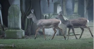 Copertina di Scatta la caccia ai cervi nel cimitero: “Mangiano i fiori e le corone delle tombe”. Animalisti sul piede di guerra: è corsa contro il tempo x salvare gli animali