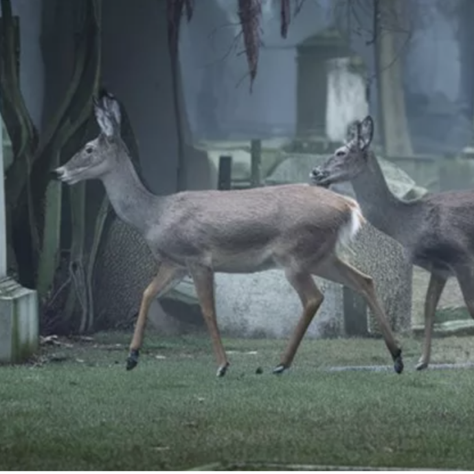 Scatta la caccia ai cervi nel cimitero: “Mangiano i fiori e le corone delle tombe”. Animalisti sul piede di guerra: è corsa contro il tempo x salvare gli animali