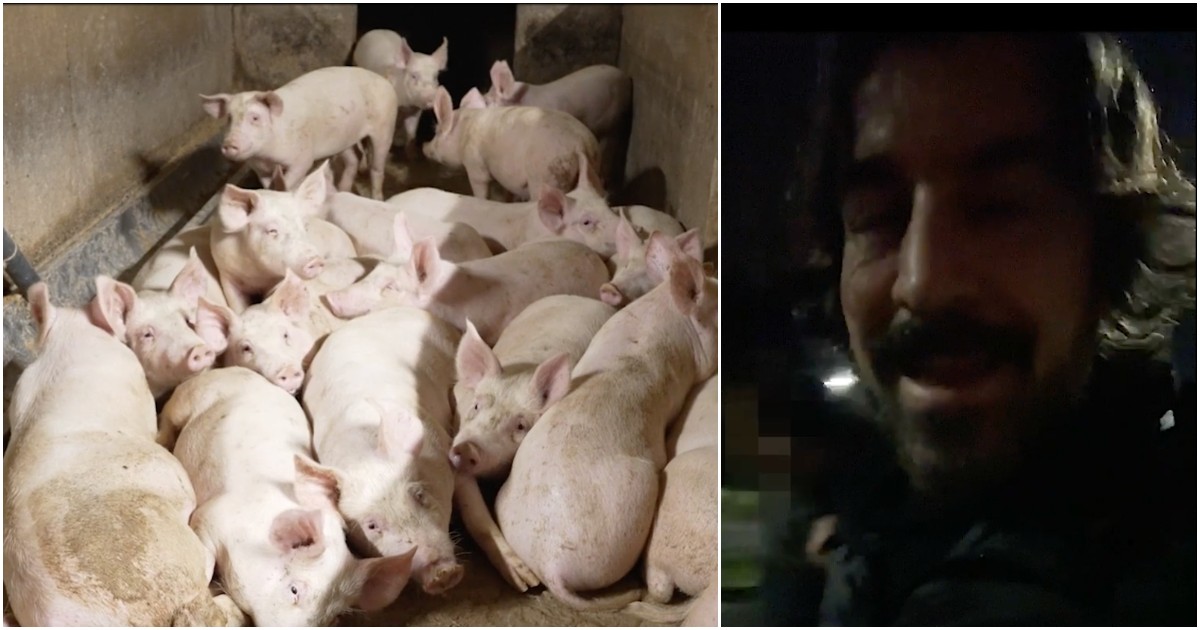 Marco Mazzoli dello Zoo di 105 in un allevamento intensivo con Giulia Innocenzi: “Chi fa questo dovrebbe rinascere maiale e provare le stesse cose”