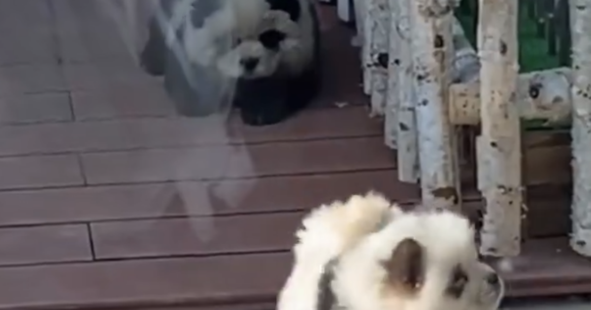 Truccano due cani da panda e li mettono in gabbia: scandalo allo zoo (video)