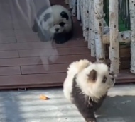 Copertina di Truccano due cani da panda e li mettono in gabbia: scandalo allo zoo (video)