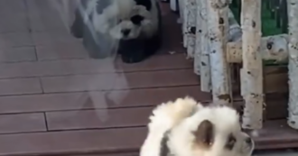 Copertina di Truccano due cani da panda e li mettono in gabbia: scandalo allo zoo (video)