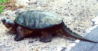 Copertina di Tartaruga azzannatrice recuperata in un maneggio nel Torinese, è comune in Nord America
