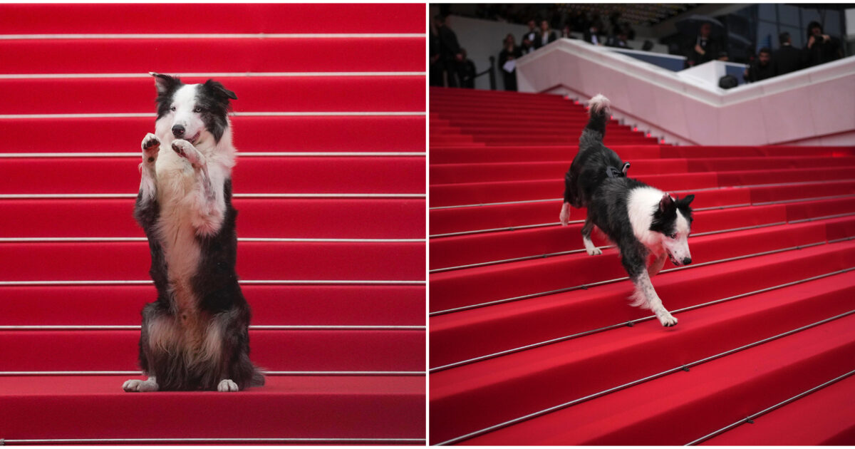 Cannes 2024, la vera star del red carpet è il cane Messi: ecco perché