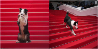 Copertina di Cannes 2024, la vera star del red carpet è il cane Messi: ecco perché
