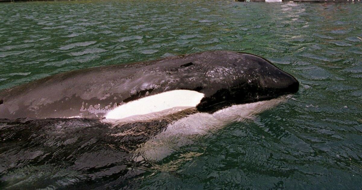 Un gruppo di orche attacca uno yacht facendolo affondare, due naufraghi salvati dalla Guardia Costiera. I motivi dell’attacco