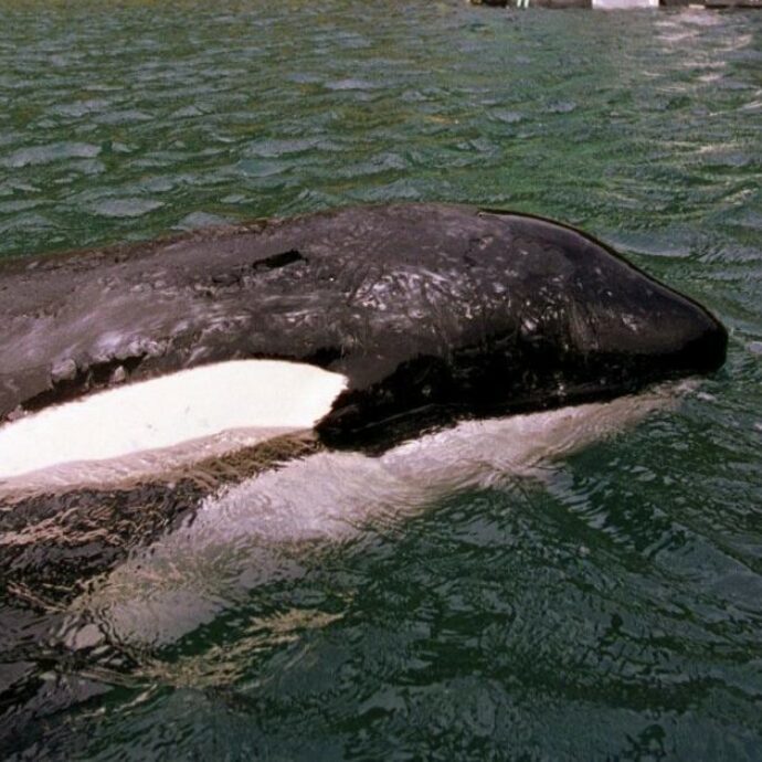 Un gruppo di orche attacca uno yacht facendolo affondare, due naufraghi salvati dalla Guardia Costiera. I motivi dell’attacco