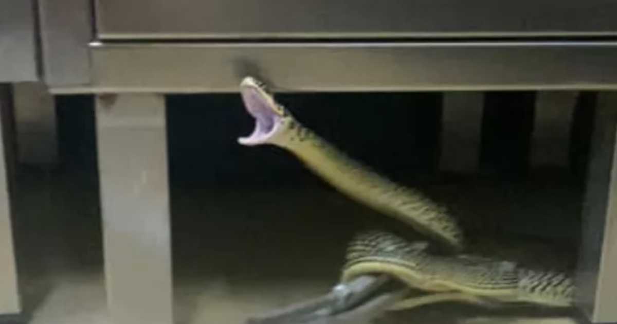 Trovato serpente ben nascosco negli spogliatoi di una clinica medica dei Parioli