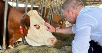 Copertina di La nuova trovata di Lollobrigida: “Come verificare il benessere animale in un’azienda? Chiedendolo direttamente alla mucca”