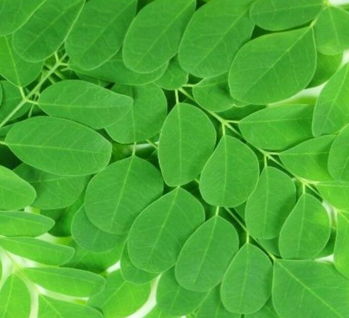 Tutti pazzi per la moringa, l’“albero miracoloso” per la nostra salute: ecco cos’è