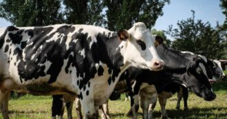 Copertina di Aviaria, contagiato un bracciante agricolo negli Usa: è il secondo caso legato a un focolaio tra le mucche