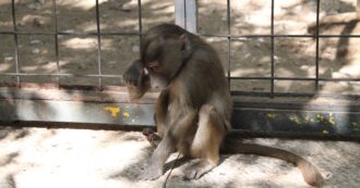 Copertina di Strage di scimmie in Messico, muoiono e cadono dagli alberi per l’ondata di caldo. I veterinari: “Erano molli come stracci”