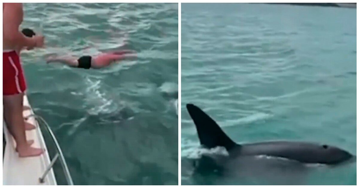 “Un comportamento stupido e pericoloso”. Un uomo si tuffa in acqua per colpire un’orca e viene multato