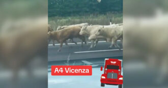 Copertina di Vicenza, camion carico di bestiame si ribalta sulla A4: vacche in fuga sull’autostrada – Video