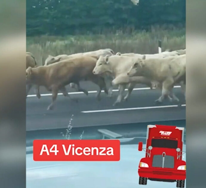 Vicenza, camion carico di bestiame si ribalta sulla A4: vacche in fuga sull’autostrada – Video