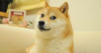 Copertina di E’ morta Kabosu, la cagnolina star del web che ha ispirato il meme “Doge” e Dogecoin