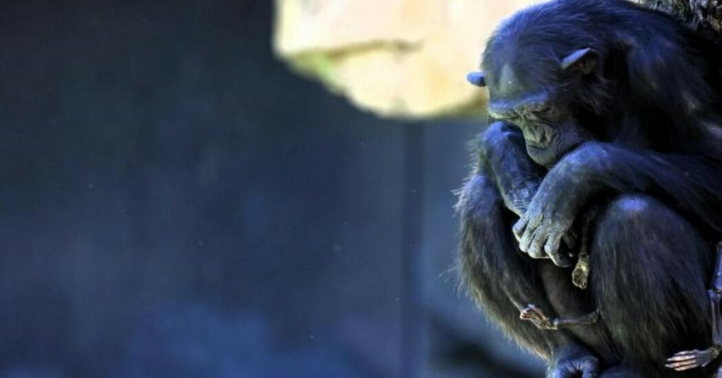 Lo strazio dello scimpanzé Natalia, da 3 mesi tiene tra le braccia il corpo del cucciolo morto. I funzionari dello zoo: “Sta metabolizzando il lutto”