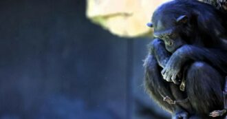 Copertina di Lo strazio dello scimpanzé Natalia, da 3 mesi tiene tra le braccia il corpo del cucciolo morto. I funzionari dello zoo: “Sta metabolizzando il lutto”