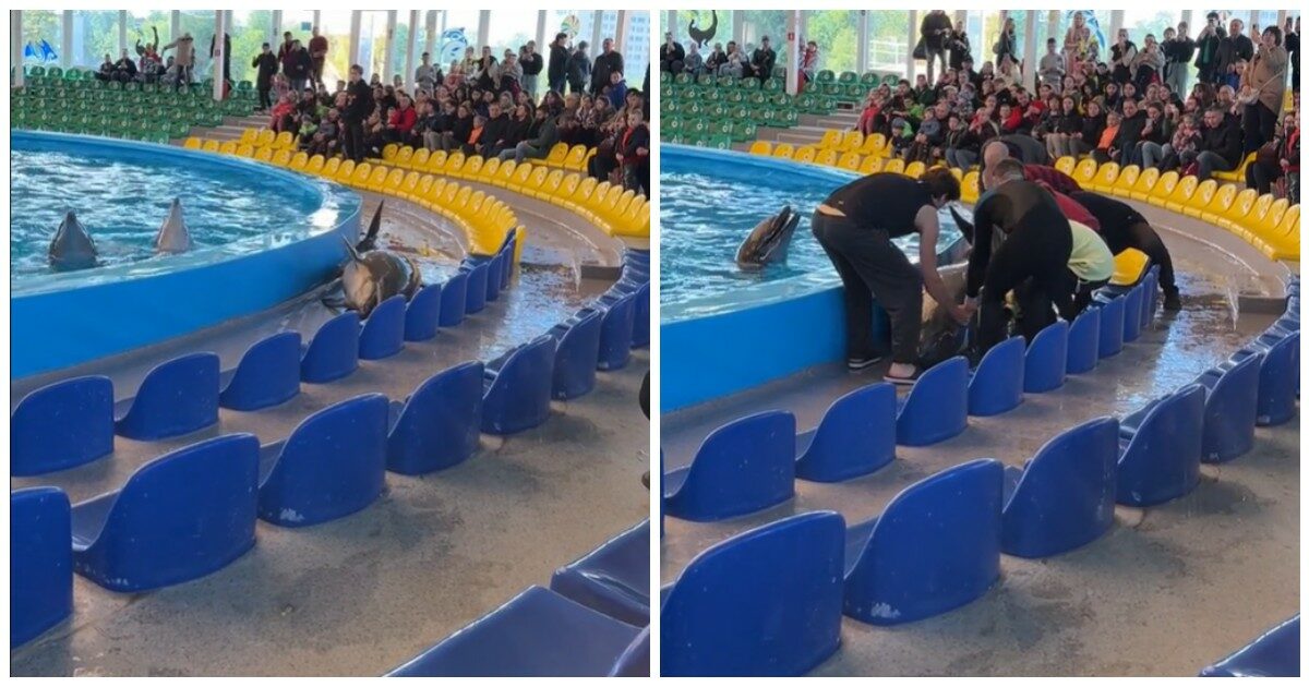 Delfino si lancia fuori dalla piscina e inizia a contorcersi sul pavimento di fronte ai bambini: “Soffre per esser rinchiuso in cattività”