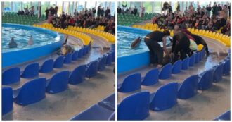 Copertina di Delfino si lancia fuori dalla piscina e inizia a contorcersi sul pavimento di fronte ai bambini: “Soffre per esser rinchiuso in cattività”