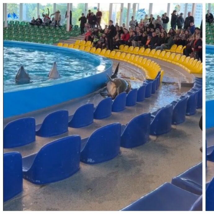 Delfino si lancia fuori dalla piscina e inizia a contorcersi sul pavimento di fronte ai bambini: “Soffre per esser rinchiuso in cattività”