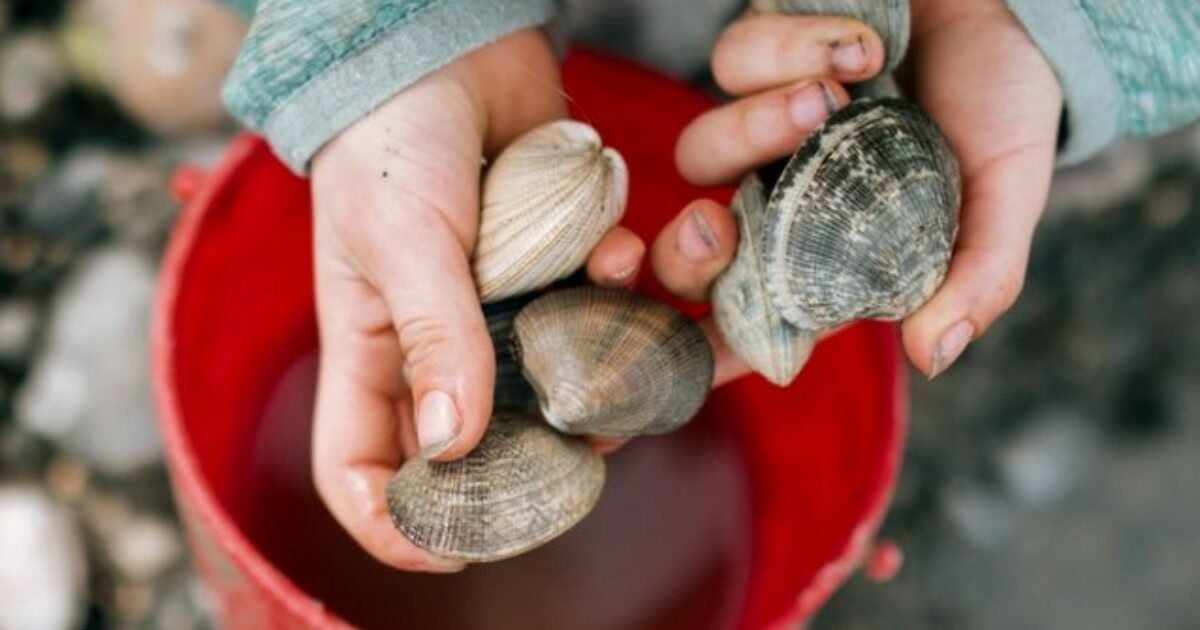 I figli raccolgono le conchiglie “sbagliate” in spiaggia: multa di 88mila euro per la mamma e vacanze rovinate