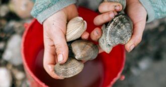 Copertina di I figli raccolgono le conchiglie “sbagliate” in spiaggia: multa di 88mila euro per la mamma e vacanze rovinate