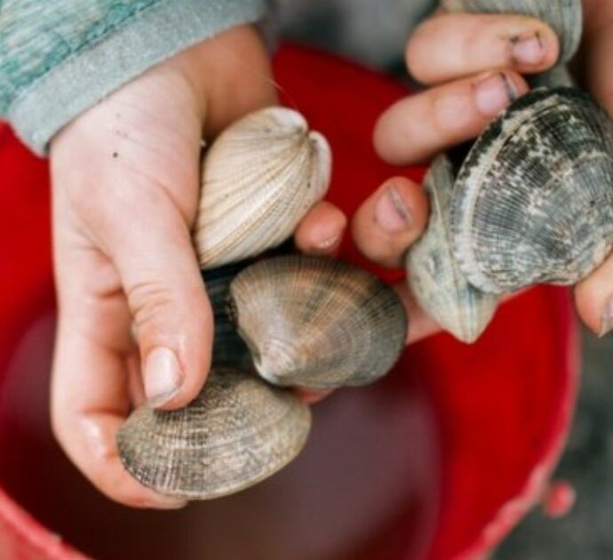 I figli raccolgono le conchiglie “sbagliate” in spiaggia: multa di 88mila euro per la mamma e vacanze rovinate