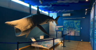 Copertina di Sono come i bimbi non ancora corrotti da certi percorsi formativi: pure ‘ame mipiaciono i scuali’