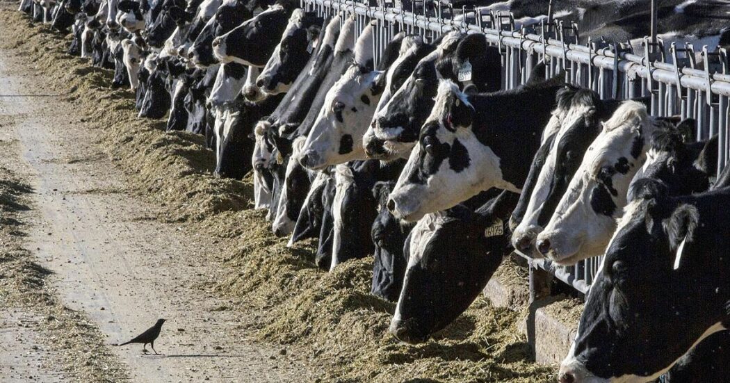 Aviaria, l’ipotesi che il contagio tra le mucche sia avvenuto per via aerea. Ma la prima “causa” resta il latte