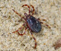 Copertina di Scatta l’allarme per l’invasione della “zecca gigante” in Friuli Venezia Giulia: ecco cos’è e perché è così pericolosa