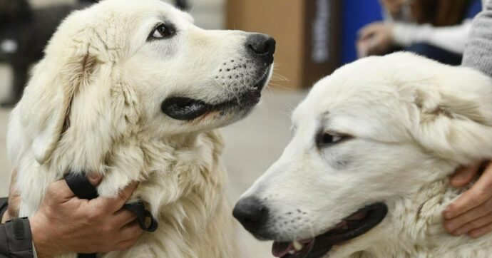 Cani e gatti in casa? Si rischiano superbatteri antibiotico-resistenti, ecco le regole igieniche da seguire