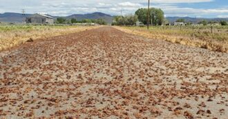 Copertina di Incidenti stradali a catena per le invasioni di cicale e grilli mormoni. È terrore in Nevada