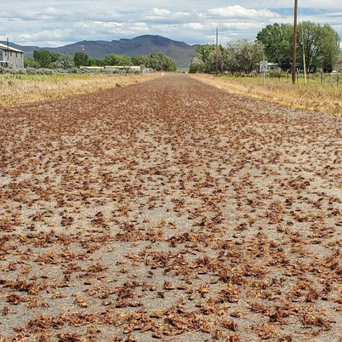 Incidenti stradali a catena per le invasioni di cicale e grilli mormoni. È terrore in Nevada