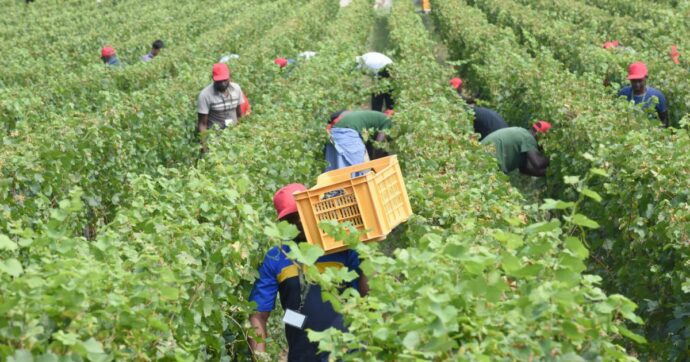 Vendemmia, lavoro duro e caporalato: così la cronaca si mescola ai miei ricordi personali