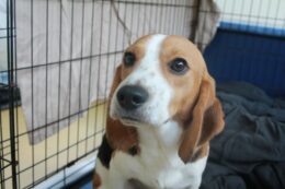 Copertina di “Beagle uccisi anziché curati e nutriti con cibo pieno di vermi e feci”: 4000 cani salvati dall’allevamento-lager. Multa record da 35 milioni di dollari