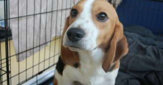 Copertina di “Beagle uccisi anziché curati e nutriti con cibo pieno di vermi e feci”: 4000 cani salvati dall’allevamento-lager. Multa record da 35 milioni di dollari