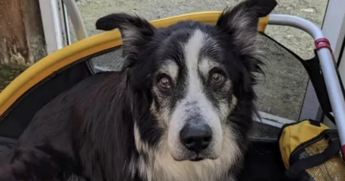 “Il nostro cane puzza, dovrebbe morire”: lasciano l’anziano Leo sul terrazzo da solo per mesi. La storia del meticcio di 16 anni e mezzo