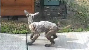 Copertina di Un misterioso animale senza peli si aggira nel suo cortile, poi la scoperta sconvolgente: era una volpe che lottava contro la rogna e la fame