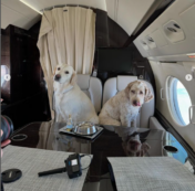 Copertina di Arriva Bark Air, la prima compagnia aerea (di lusso) per cani: ecco come funziona, le tratte e i prezzi