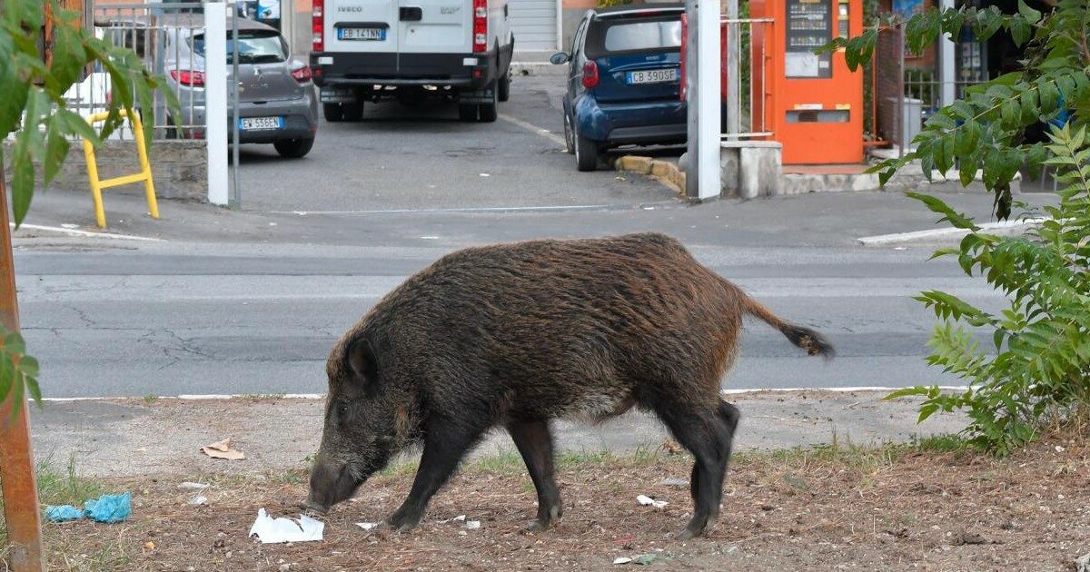 Stefano Violati, il cugino di Maria Grazia Cucinotta muore schiantandosi in moto contro un cinghiale. Suo padre era il proprietario di Ferrarelle e Sangemini